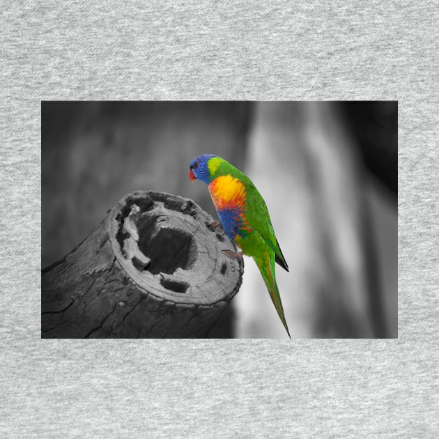 Rainbow Lorikeet_5174A by seadogprints